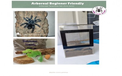 ARBOREAL TARANTULA SET (AVICULARIA AVICULARIA) BEGINNER FRIENDLY KANDANG B